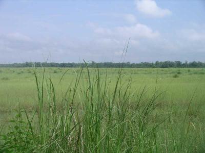 Chitwan- Jungle Trek - Elephant Grass
