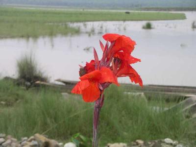 Chitwan - Nice Flower !