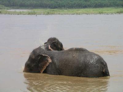 Chitwan - Elephants Bathing