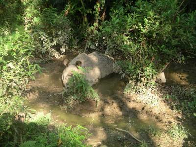 Chitwan - Elephant Safari - Rhino's Having Mud Bath