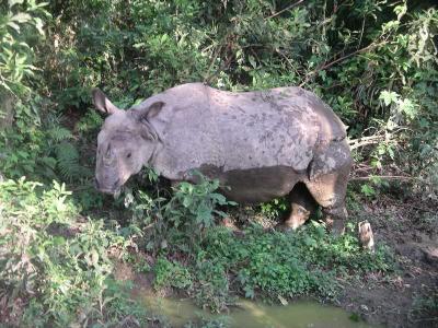 Chitwan - Elephant Safari - Male Rhino