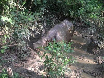 Chitwan - Elephant Safari - Baby Rhino