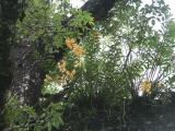 Chitwan- Jungle Trek - Wild Orchids