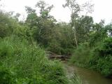 Chitwan- Jungle Trek - Foot Bridge
