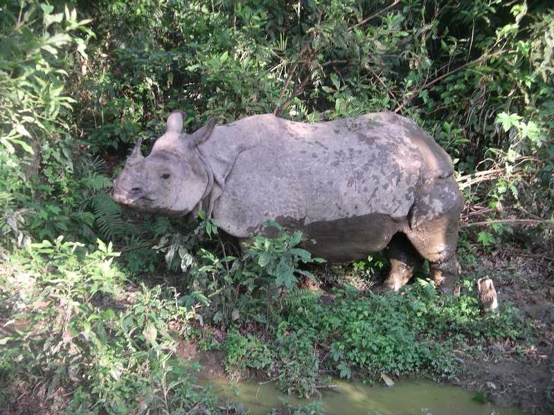 Chitwan - Elephant Safari - Male Rhino