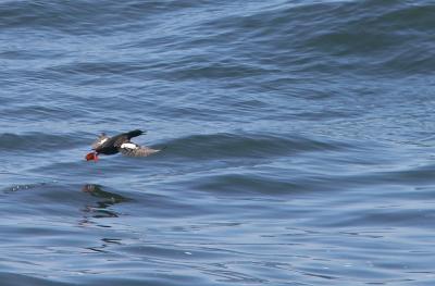 Pigeon Guillemot