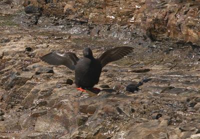 Pigeon Guillemot