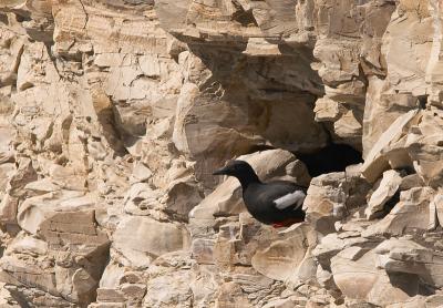 Pigeon Guillemot