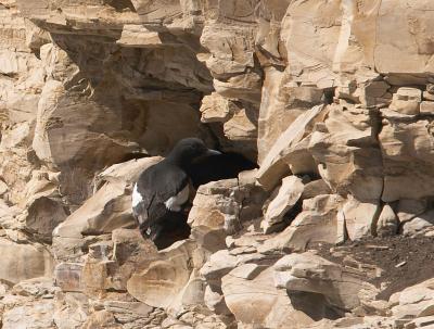 Pigeon Guillemot