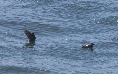 Pigeon Guillemot