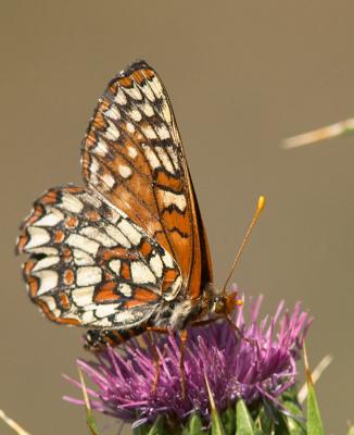 Checkerboard Butterfly