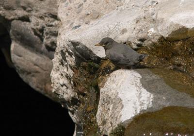 Young American Dipper