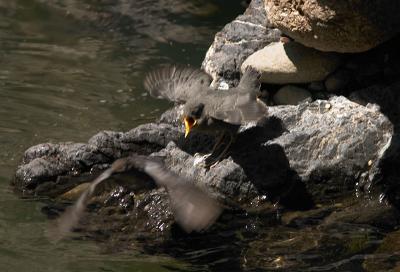 American Dipper after feeding