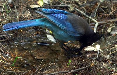 Steller's Jay : Cyanocitta stelleri