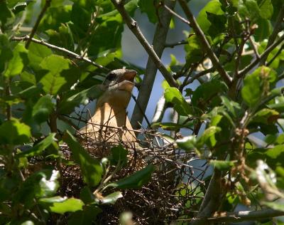 Black-headed Grosbeak female on nest