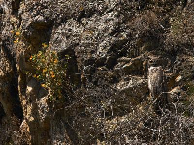 Great Horned Owl