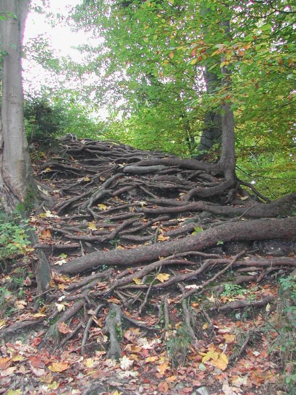 Roots