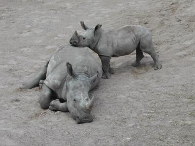 Rhinoceros noshrning