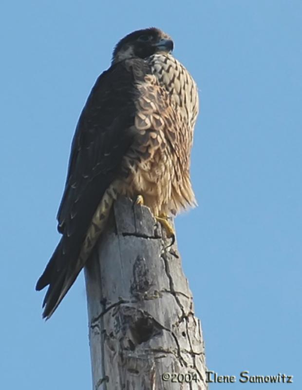 Peregrine Falcon 2070.jpg