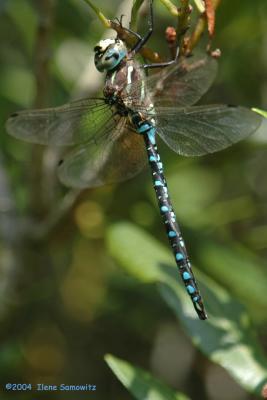 Dragonfly 1055.jpg