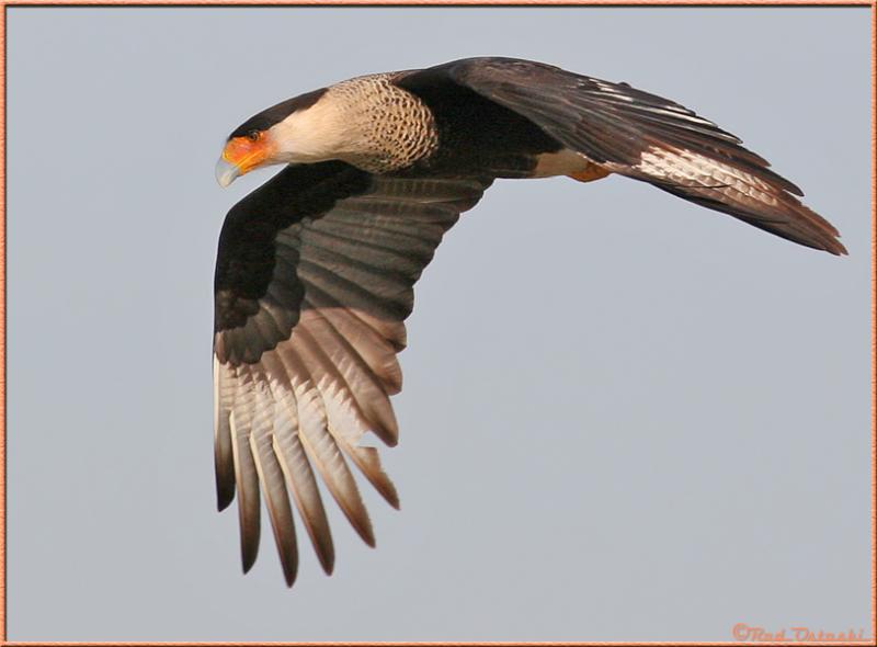 Caracara in-flight