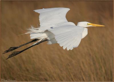 Great Egret in flight