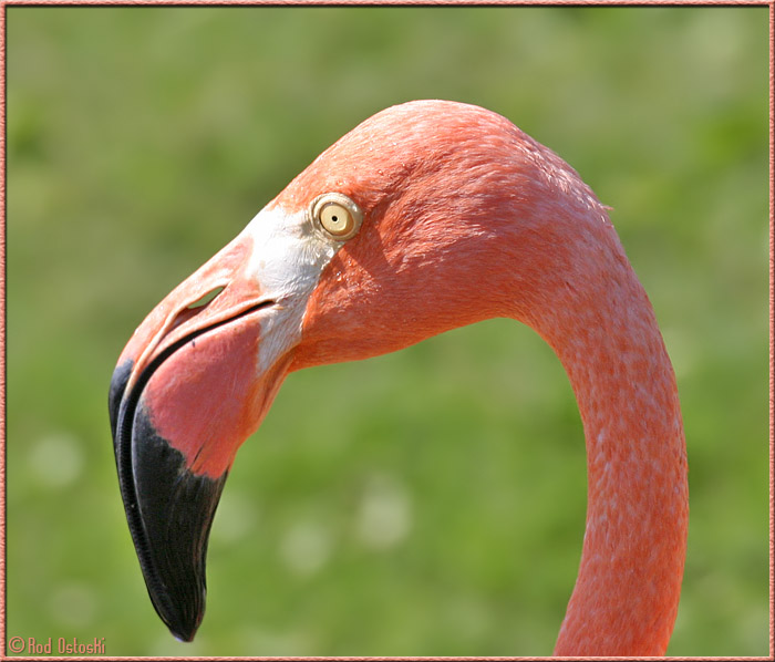 Flamingo