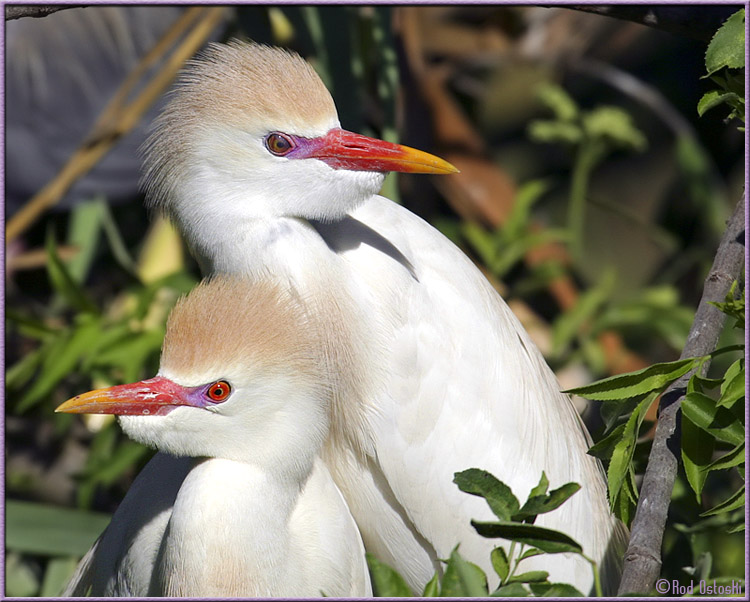 Alligator Farm 2004