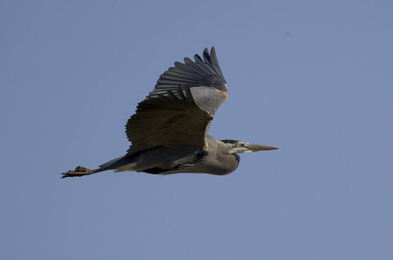 Great Blue Heron