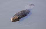 Beaver