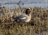 Eurasian Widgeon (M breeding)