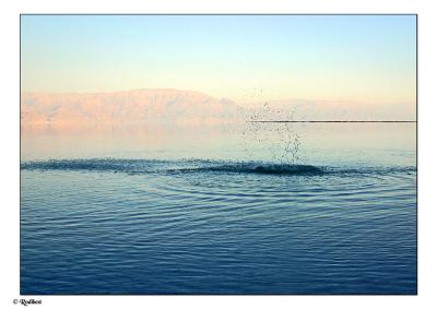 Life in the Dead sea