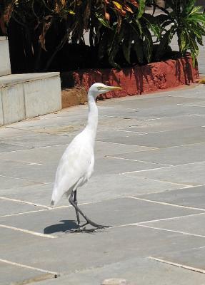 White egret