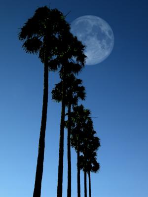 Palms and moon
