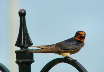 barn swallow june6 033.jpg