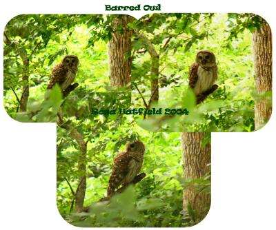 Barred Owl Lifer.jpg