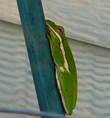 green tree frog may 24 013.jpg