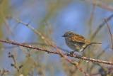 Dunnock