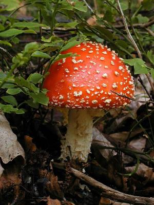 Fliegenpilz (Amanita muscaria)