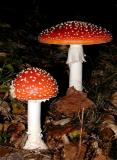 Fliegenpilz (Amanita muscaria)