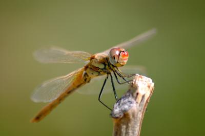 Libyan Dragonfly - Yellow