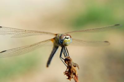 Libyan Dragonfly - Blue/Green