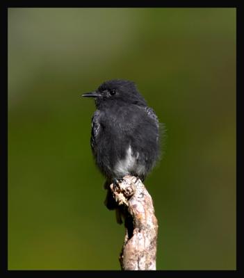 Black Phoebe