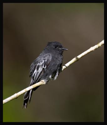 Black Phoebe