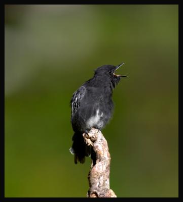 Black Phoebe