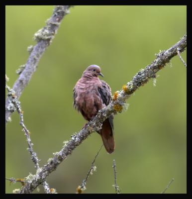 Eared Dove / Trtola Orejuda