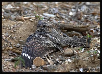 Lesser Nighthawk / Chotacabras Menor