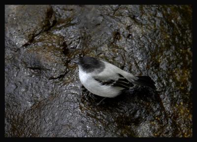 Torrent-Tyrannulet3.jpg