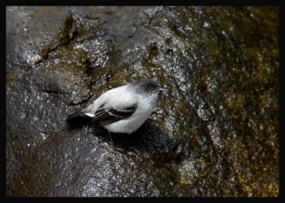 Torrent-Tyrannulet4.jpg