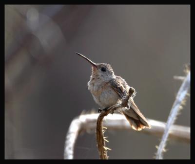 Buffy Hummingbird